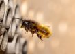 Wildbienen ansiedeln Ratgeber