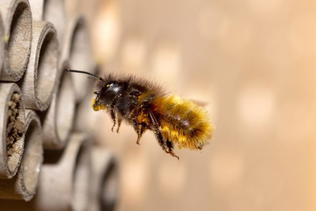 Wildbienen ansiedeln Ratgeber