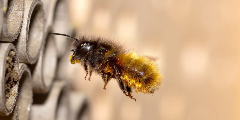 Wildbienen ansiedeln Ratgeber