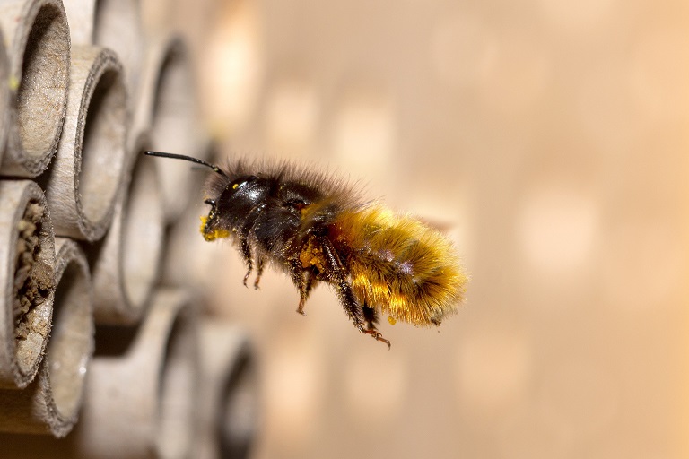 Wildbienen ansiedeln Ratgeber