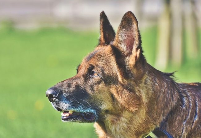 Hundeohren richtig pflegen Ratgeber