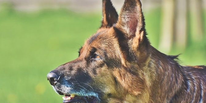 Hundeohren richtig pflegen Ratgeber