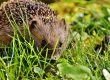 Igel umsiedeln - ja oder nein?