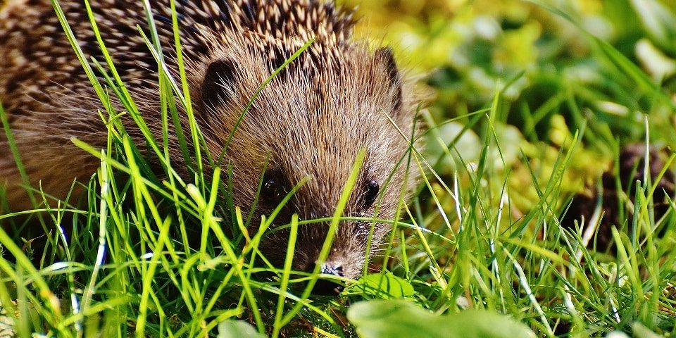 Igel umsiedeln - ja oder nein?
