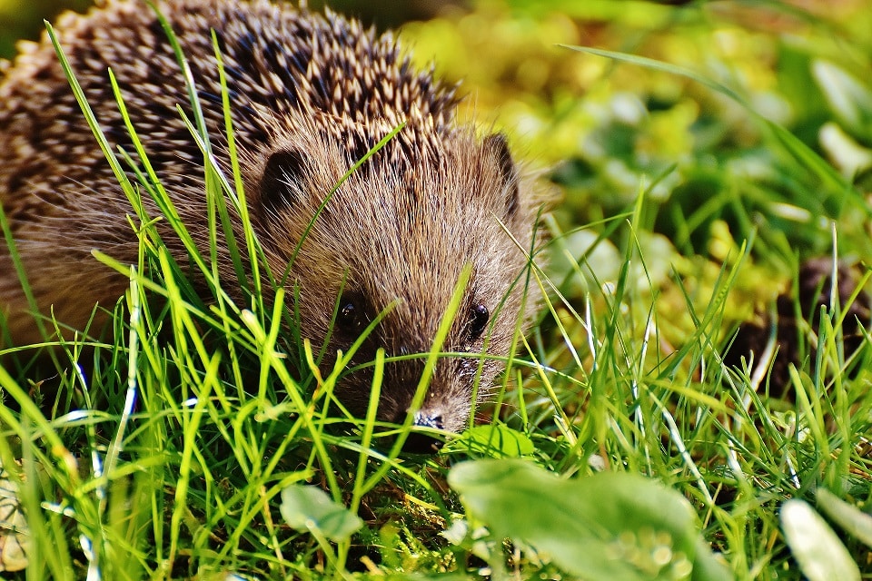 Igel umsiedeln - ja oder nein?