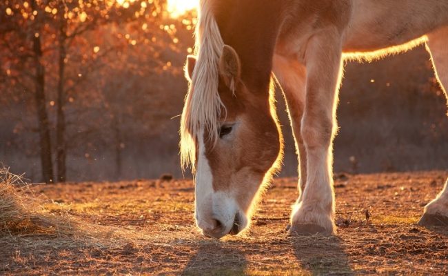 Übersäuerung beim Pferd - Ursachen, Symptome und Behandlung