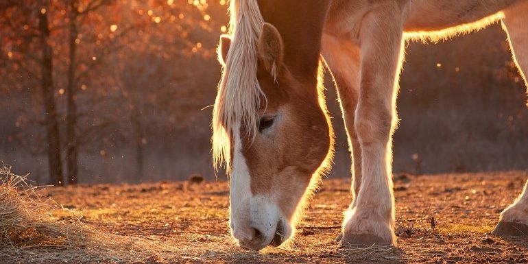 Übersäuerung beim Pferd - Ursachen, Symptome und Behandlung