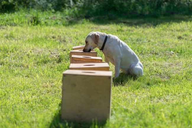 Ein Labrador schnüffelt und sucht ein verstecktes Objekt in Kisten