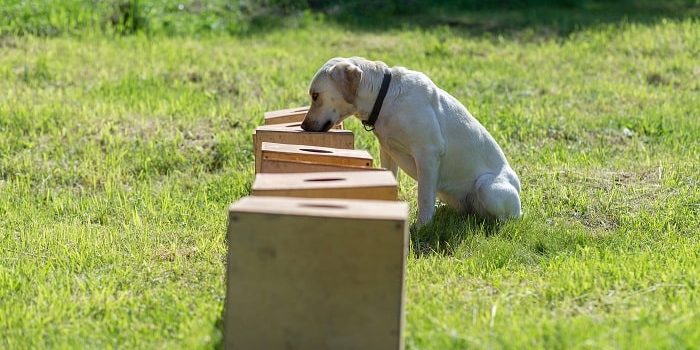 Ein Labrador schnüffelt und sucht ein verstecktes Objekt in Kisten