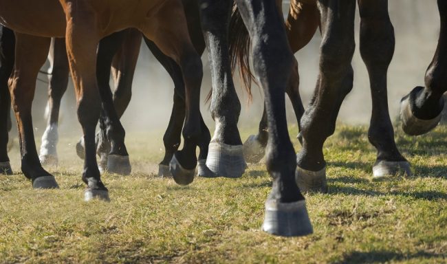 Beinbruch beim Pferd- was ist zu tun?