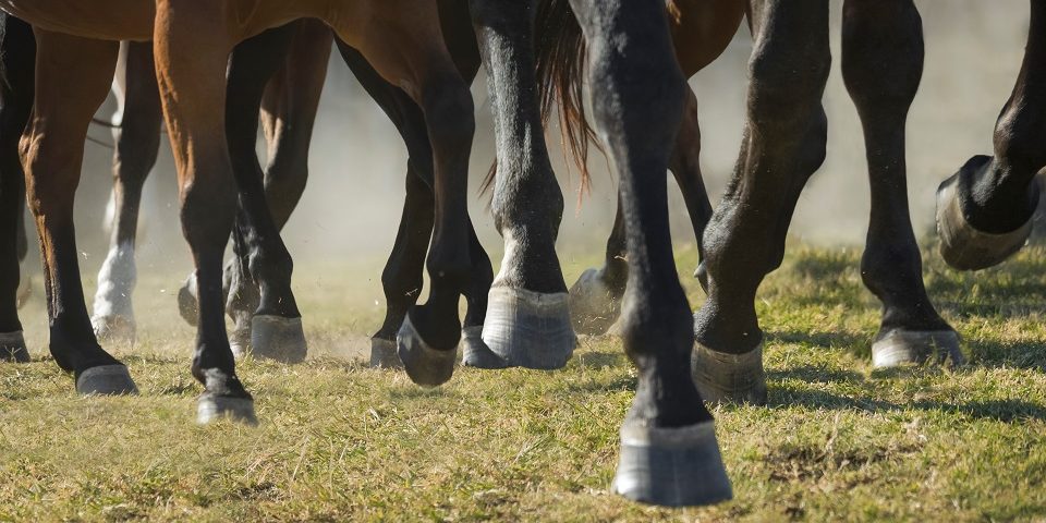 Beinbruch beim Pferd- was ist zu tun?
