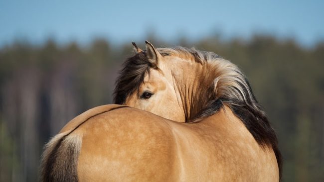Rückenschmerzen beim Pferd erkennen