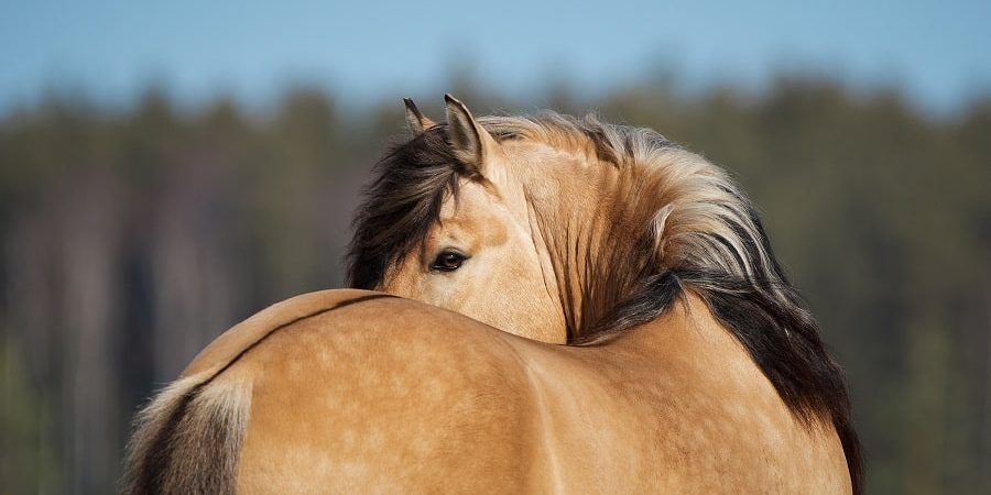 Rückenschmerzen beim Pferd erkennen