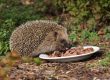 Igel isst Katzenfutter
