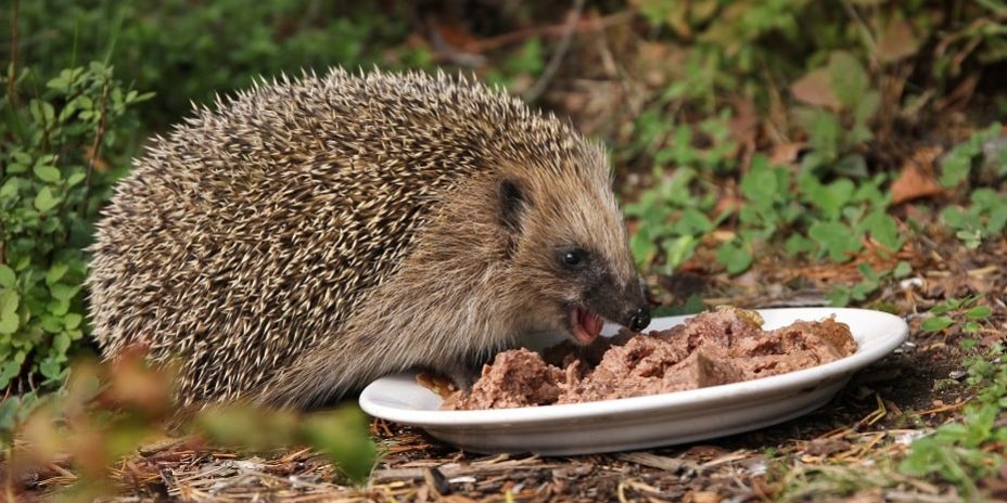 Igel isst Katzenfutter