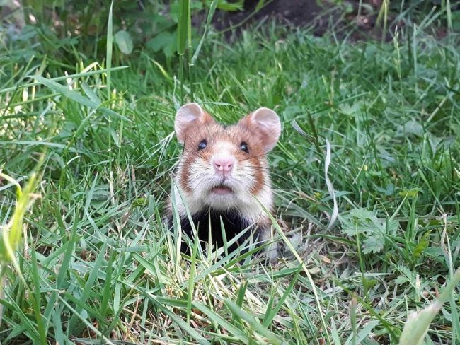 Feldhamster im Garten