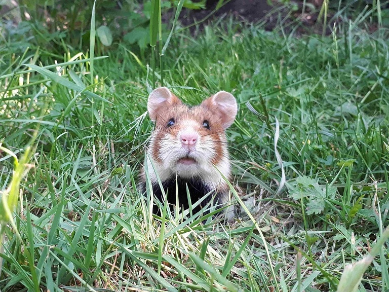 Feldhamster im Garten