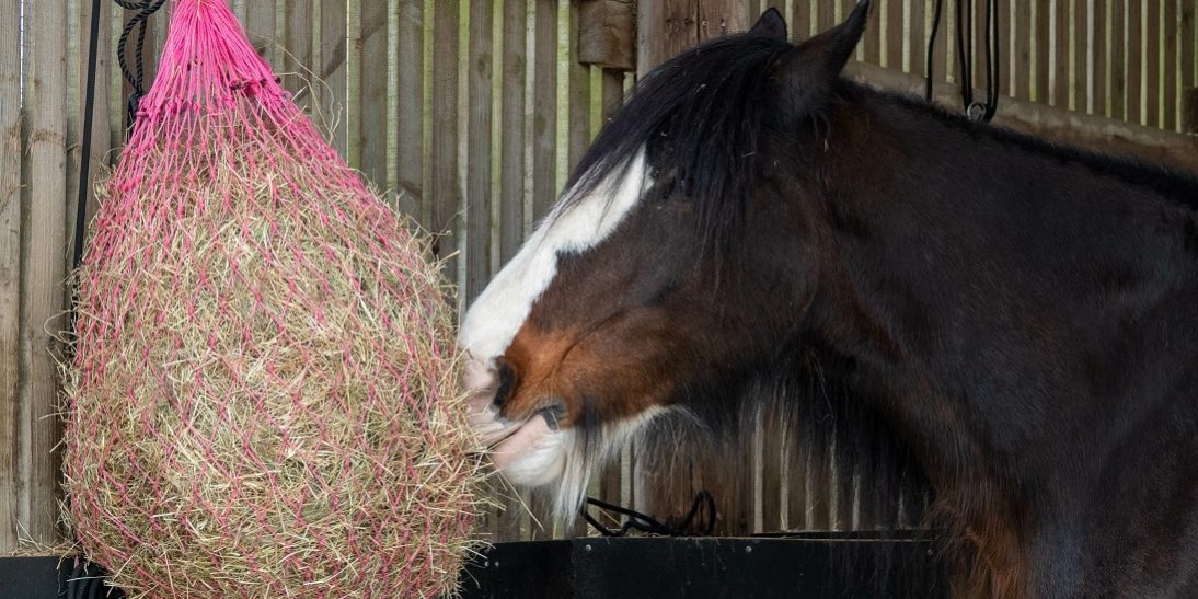 Pferd frisst Heu aus einem Heunetz