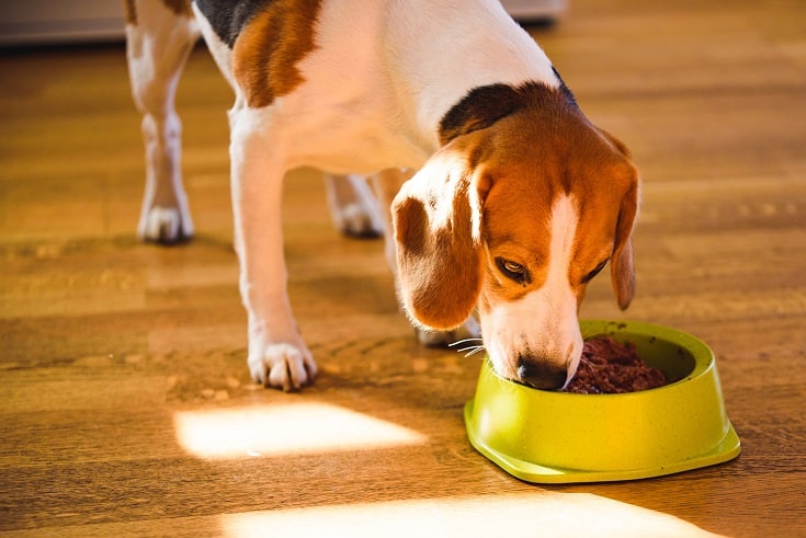 Hund frisst aus seinem Napf