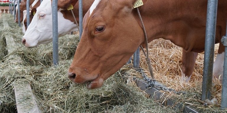 Anbindehaltung bei Rindern und Kühen