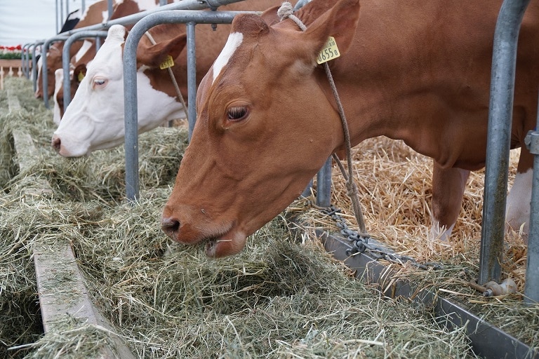 Anbindehaltung bei Rindern und Kühen