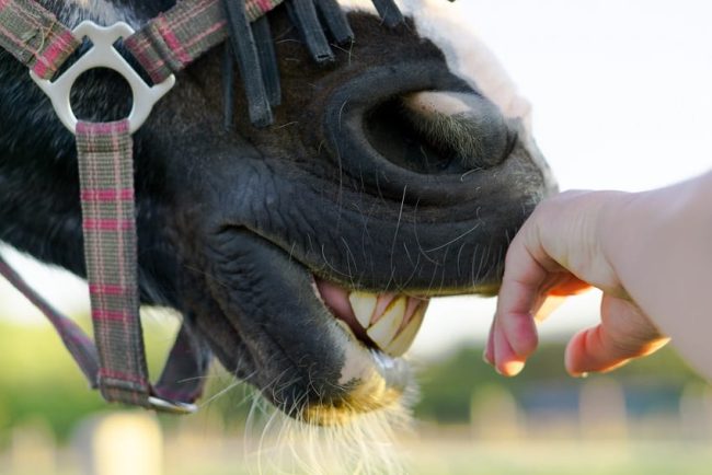 Pferd zeigt seine Zähne