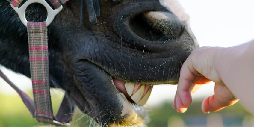 Pferd zeigt seine Zähne