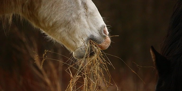 Heu bedampfen Vor- und Nachteile