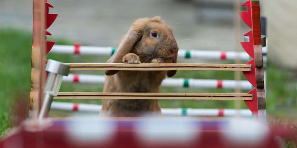 Kaninchen Agility