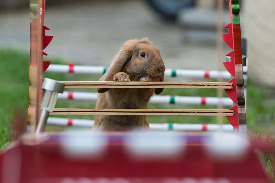 Kaninchen Agility