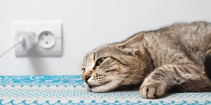 Schmerzgesicht bei der Katze