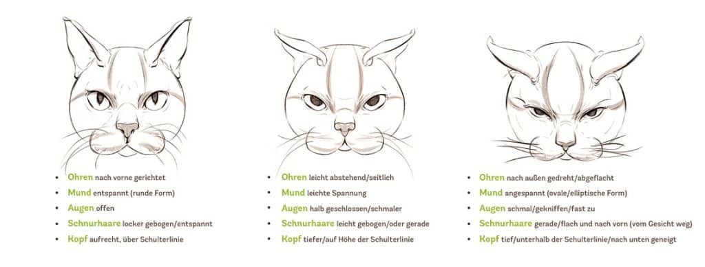 Schmerzgesicht Katze Feline Grimace Scale