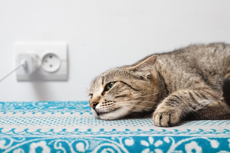 Schmerzgesicht bei der Katze