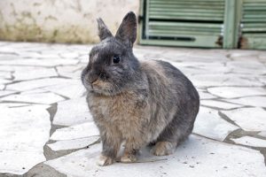 Kaninchen Tierlexikon