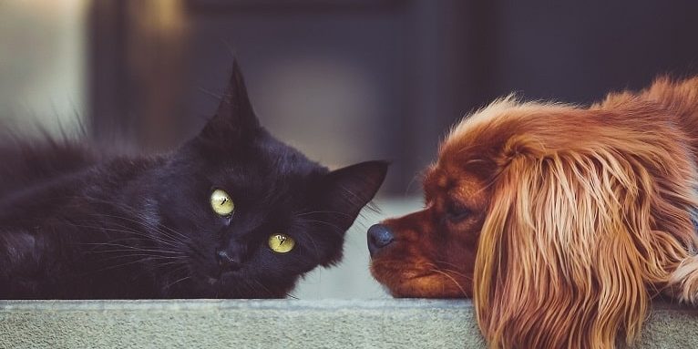 Katze oder Hund - Wer ist schlauer?