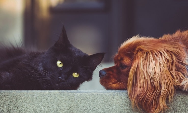 Katze oder Hund - Wer ist schlauer?