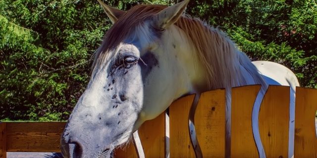Schmerzgesicht beim Pferd
