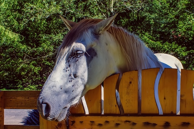 Schmerzgesicht beim Pferd