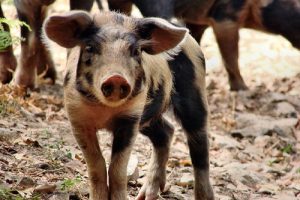 Schwein Tierlexikon