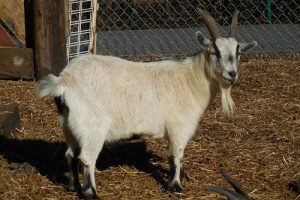 Ziegen Tierlexikon