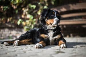 Hunde Tierlexikon