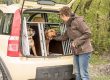Sicherer Tranport von zwei Hunden im Auto