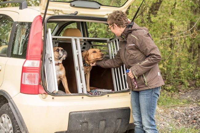 Sicherer Tranport von zwei Hunden im Auto