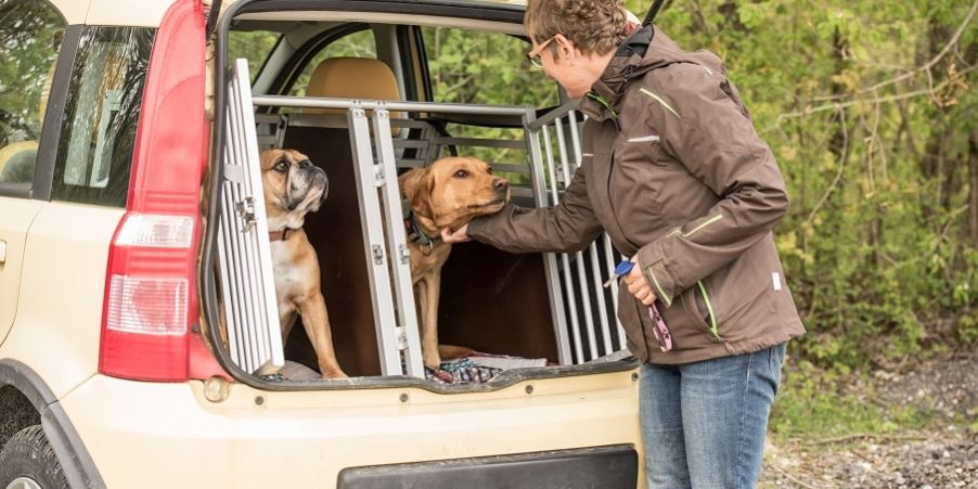 Sicherer Tranport von zwei Hunden im Auto
