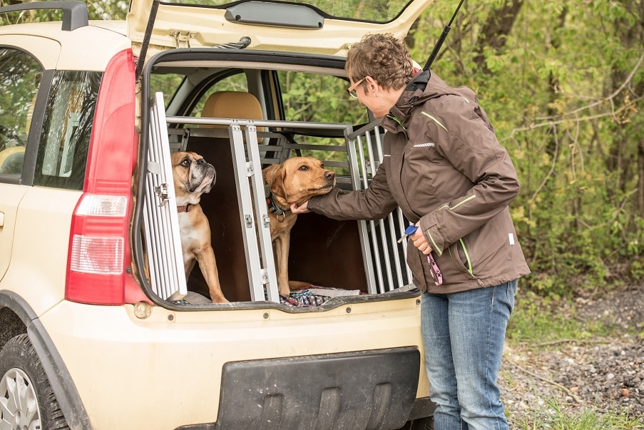 Sicherer Tranport von zwei Hunden im Auto