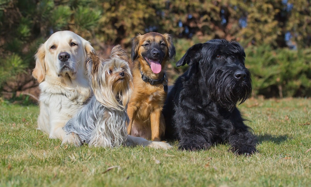Vier Hunde auf der Wiese