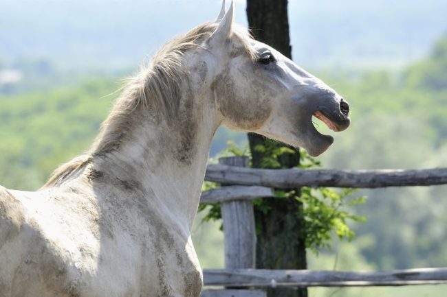 wieherndes Pferd auf der Weide