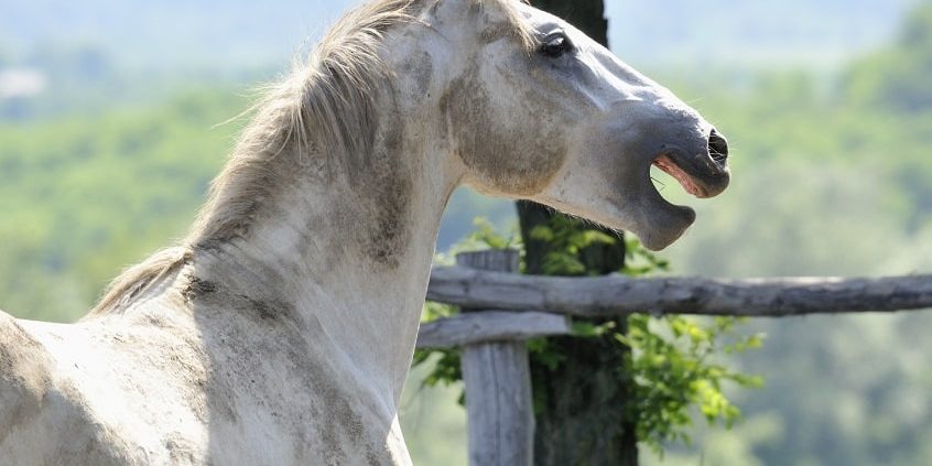wieherndes Pferd auf der Weide