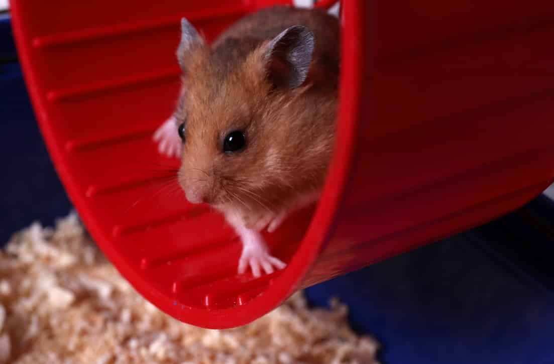 Hamster im Laufrad