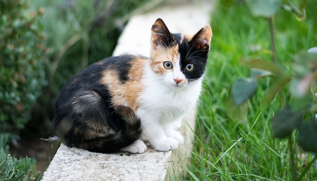 Katze auf einer Mauer
